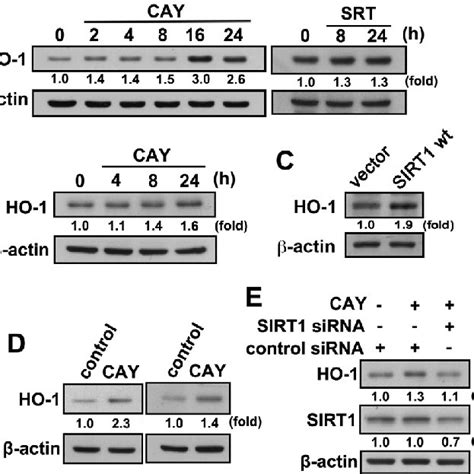 Activation Of Sirt Induces Ho Upregulation In Microglial Cells A