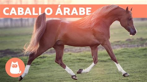 Caballo Árabe Origen Características Y Temperamento Youtube