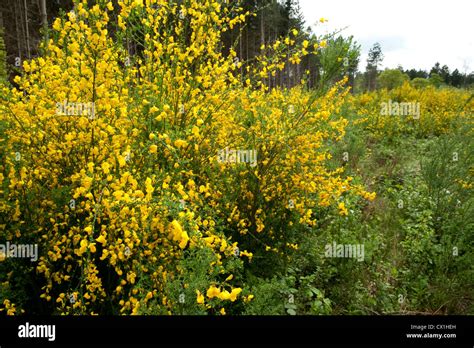 Gorse Ulex Europaeus Hi Res Stock Photography And Images Alamy