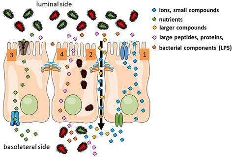 Frontiers The Role Of Intestinal Permeability In Gastrointestinal Disorders And Current