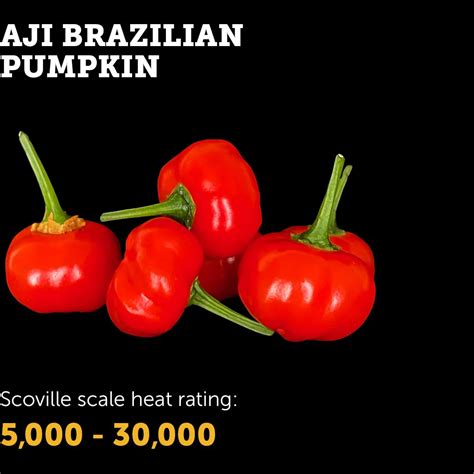 Spice Up Your Garden With The Aji Brazilian Pumpkin Chilli Seeds