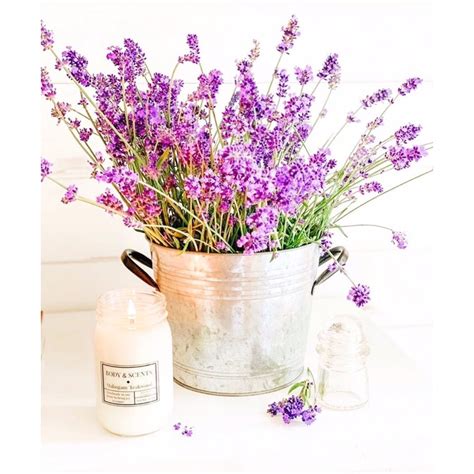 Jual Tanaman Hidup Lavender Lavender Pengusir Nyamuk Tanaman Hias Hidup