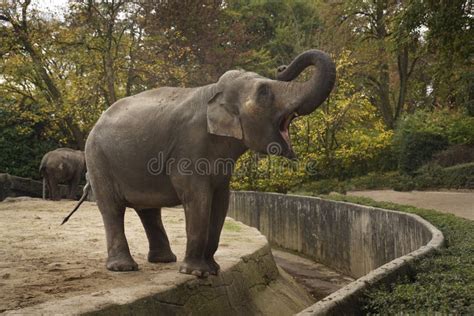 Young Elephant with an Open Mouth and a Close-up of Its Trunk. a ...