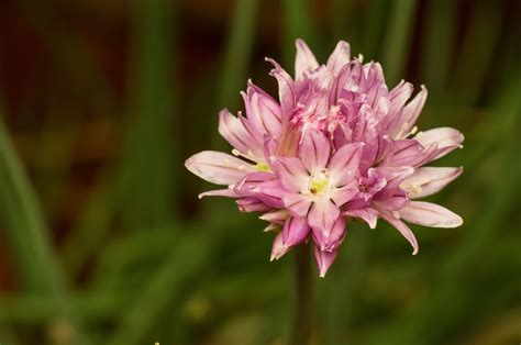 Immagini Belle Natura Fiorire Prato Fiore Petalo Estate