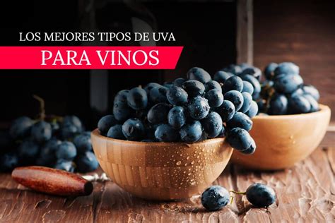 C Mo Se Cultivan Las Uvas Para Vino Aprende Institute