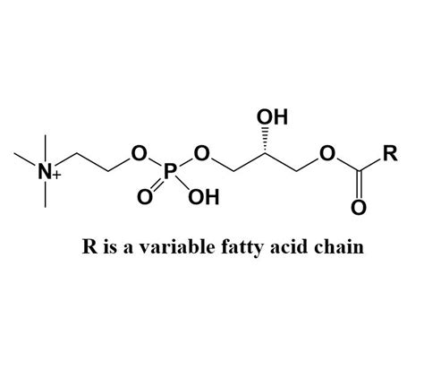 Axios Research Lysophosphatidylcholine