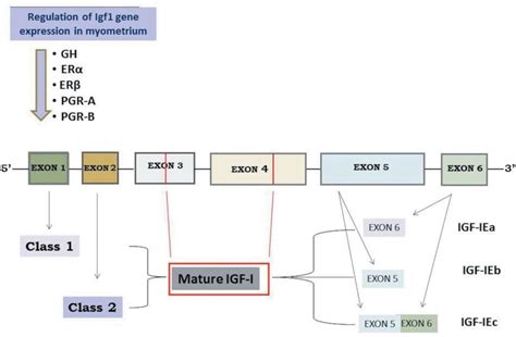 Schematic Representation Of The Human Igf1 Gene Structure And