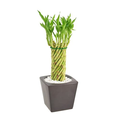 Arcadia Garden Products 4 1 2 In Tornado Lucky Bamboo Carolina Brown