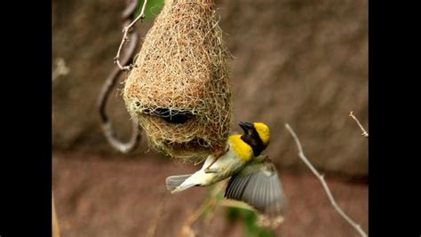 ವಸಮಯ ಗಡ ನರಮಣದ ಕಲಗರ ಗಜಗ Beautiful Process Of Weaver Bird