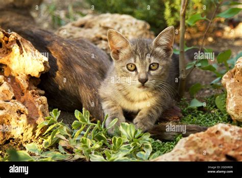 Gato jugando en el jardín fotografías e imágenes de alta resolución Alamy