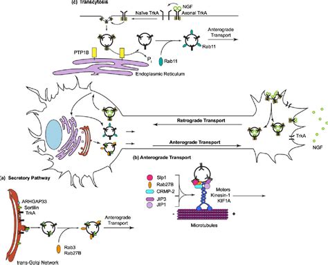 Figure 2 From Mechanisms Of Neurotrophin Trafficking Via Trk Receptors