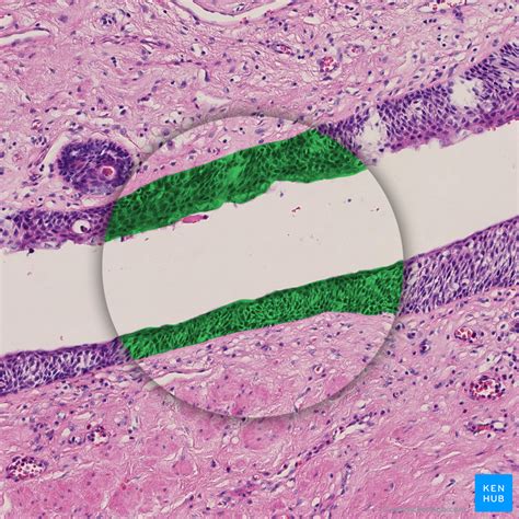 Stratified Squamous Epithelium Smooth Photograph By Science Stock Hot