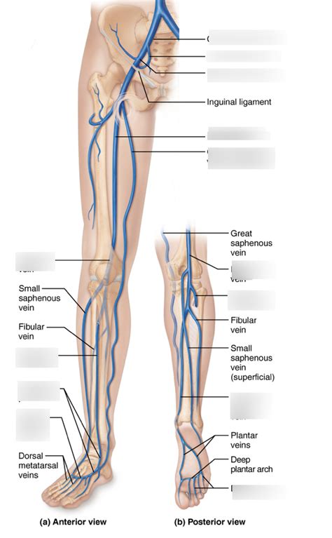 Veins Of The Lower Limbs Diagram Quizlet