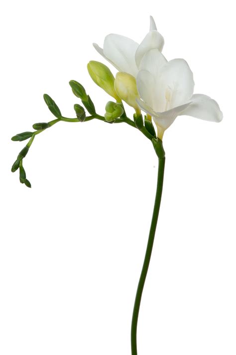 Freesia, White - Jacksonville Flower Market