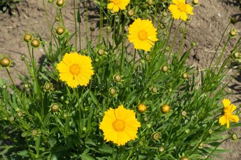 Primer De Flores Amarillas Del Lanceolata Del Coreopsis Imagen De