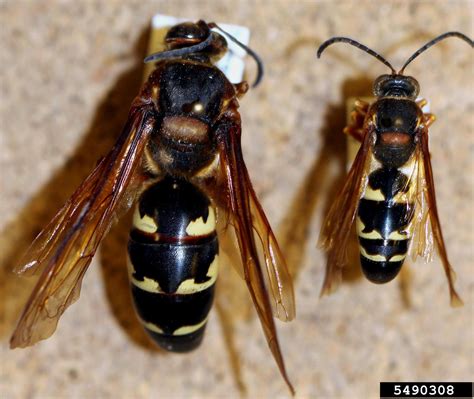 Cicada Killer Sphecius Speciosus