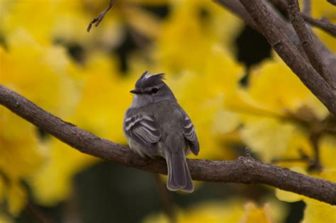 Foto Alegrinho Serpophaga Subcristata Por Juliet Mattos Juli