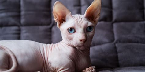 200+ Hairless Cat Names: Unique Ideas For Bold Cats - Cats.com