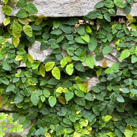 The Beauty Of Creeping Fig Care And Maintenance Tips