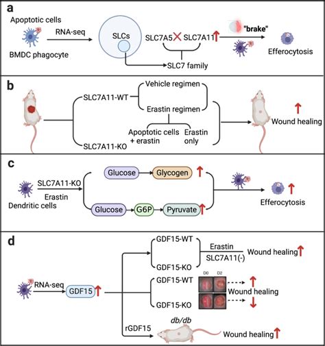 Slc7a11：糖尿病伤口愈合的新调节剂signal Transduction And Targeted Therapy X Mol