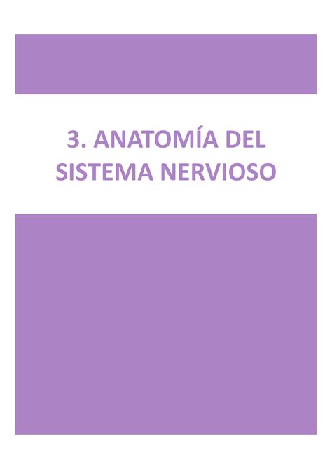 Texto Tema Apuntes Tema Neuro Anatom A Del Sistema