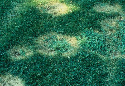 Turf: Necrotic Ring Spot of Poa Species | Center for Agriculture, Food ...