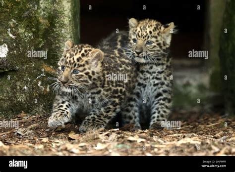 Amur leopard cubs hi-res stock photography and images - Alamy