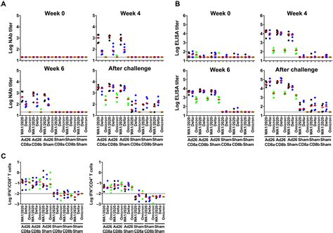 Cd8 T Cells Contribute To Vaccine Protection Against Sars Cov 2 In