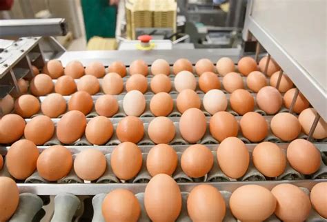 Colombia En Camino A Ser El Mayor Consumidor De Huevos Per C Pita Del