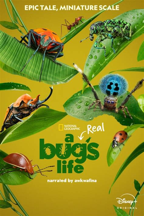 A Real Bugs Life On Disney