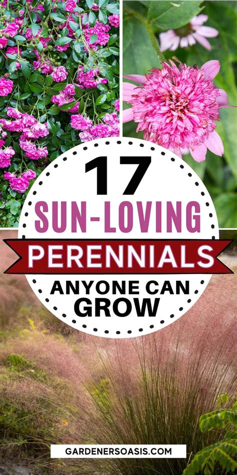 16 Full Sun Perennials Low Maintenance Plants That Thrive In Sun Artofit