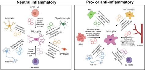 Diagram Of Effects Of Evs On Microglia In Neutral A And Pro And