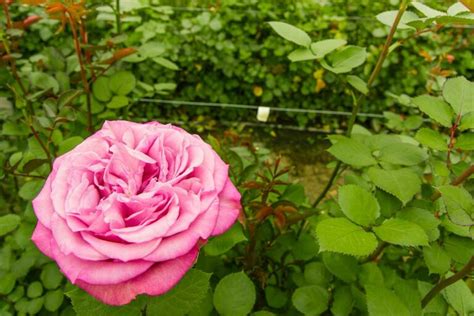 Scopri le rose che durano di più in vaso scegli la varietà perfetta per te