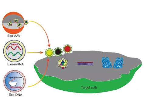 Exosomes Deliver Gene Vectors For Gene Therapy Creative Biolabs