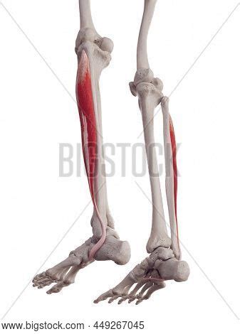 3d Rendered Medically Image Photo Free Trial Bigstock