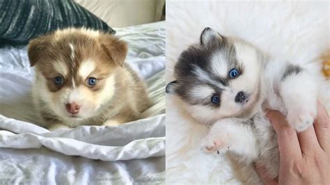 Where to Adopt Pomsky Puppies - Puppy4Homes