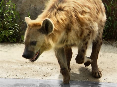 Free Laughing hyena. 2 Stock Photo - FreeImages.com