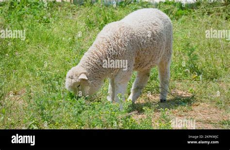 Ewe And Lamb In Sun Stock Videos Footage HD And 4K Video Clips Alamy