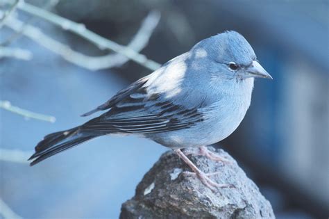 John Kormendy: Canary Island Birds