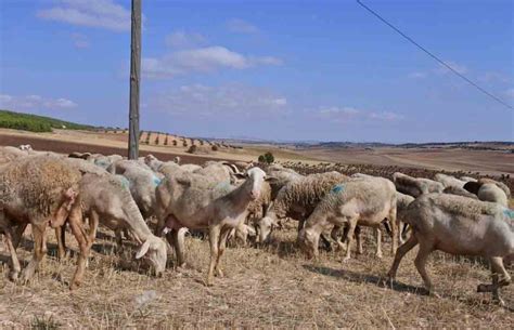 Clm Ingresar En Las Cuentas De Agricultores Y Ganaderos Cerca