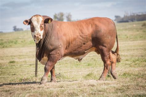 Leilão completa 50 anos ofertando Hereford e Braford veja destaques