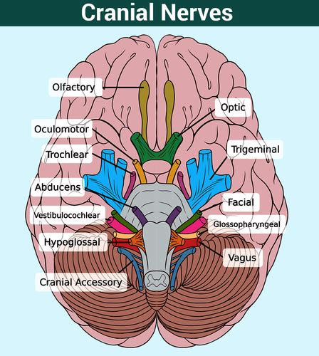 Bio Exam Cranial Nerves Flashcards Quizlet