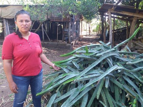 Parcelas Mejoran Calidad De Vida De Familias De Carazo Diario Nacional