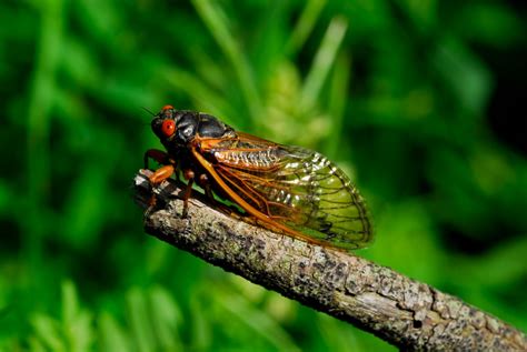 Cicada Map Trillions Of Brood X Cicadas Are About To Emerge Hot Sex Picture