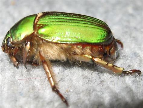 Scarab Sp Chrysina Lecontei Bugguide Net