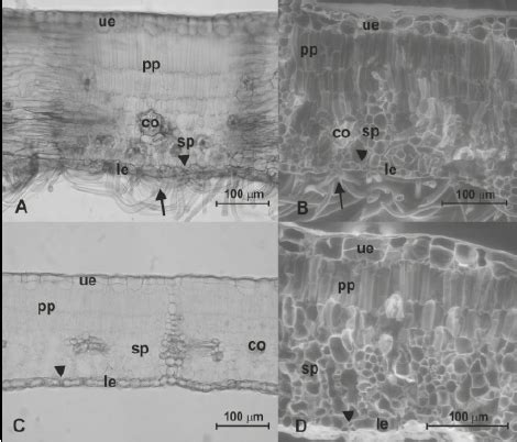 Optical (A, C) and scanning electron microscopic (B, D) micrographs of ... 