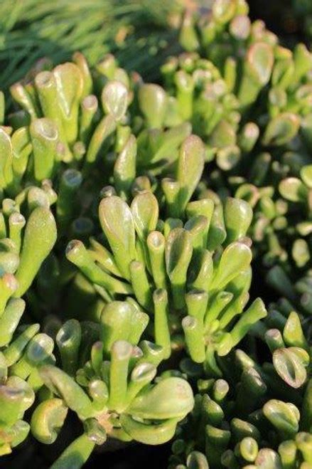 Crassula Ovata Gollum Devil Mountain Wholesale Nursery