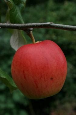 Buy Apple Trees For Disease Resistance Online Crj Fruit Trees Nursery Uk