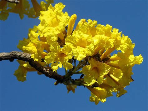 Bignoniaceae Handroanthus Ochraceus Flickr