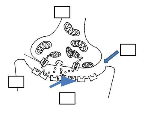 Unit Psych Neuron Part Diagram Quizlet